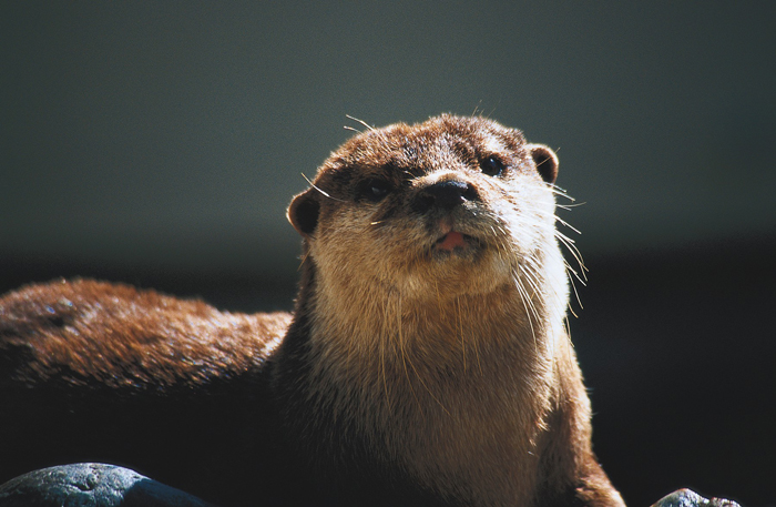 Loutre-©-Ludovic-Imberdis-.jpg